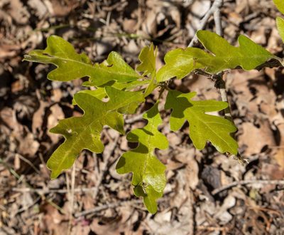 Quercus gambelii, photographed by Bob Walker