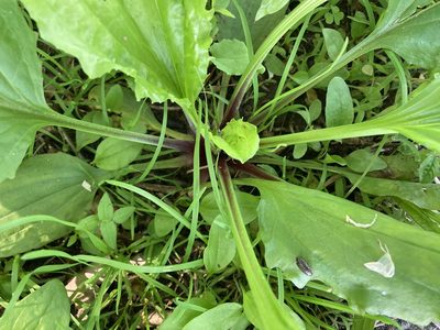 Plantago rugelii, photographed by Dilrukshan Priyantha Wijesinghe