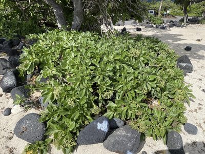 Heliotropium arboreum, photographed by Lexi Amico