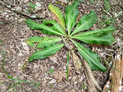 Frasera caroliniensis, photographed by Stosh Morency
