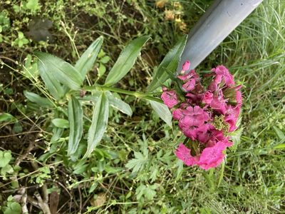 Dianthus barbatus, photographed by Dilrukshan Priyantha Wijesinghe