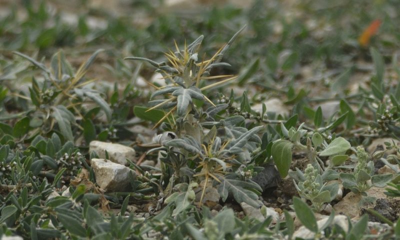 Xanthium spinosum, photographed by Karim Haddad
