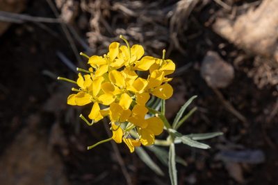 Erysimum capitatum