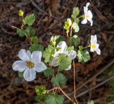 Rubus deliciosus
