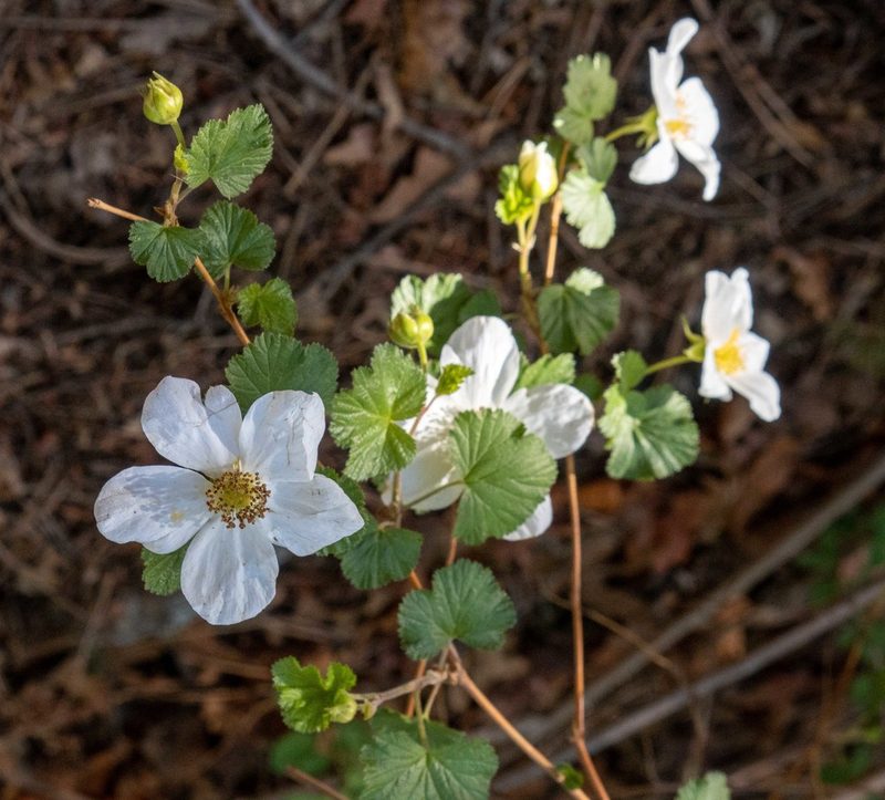 Rubus deliciosus, photographed by Bob Walker