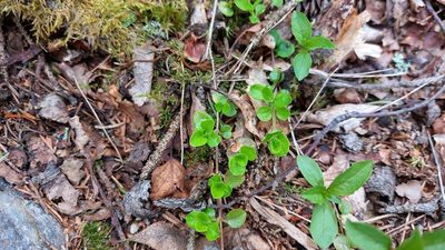 Linnaea borealis, photographed by Lena Perova