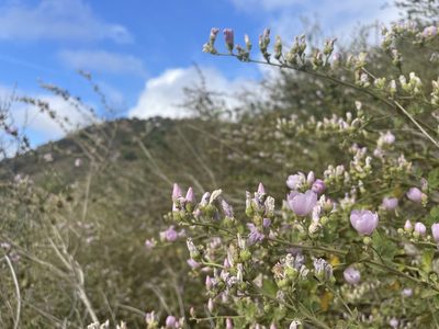Malacothamnus fasciculatus, photographed by Jim Riley