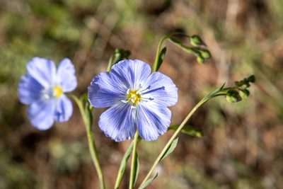 Linum lewisii, photographed by Bob Walker