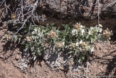 Oreocarya flavoculata, photographed by Tim Messick