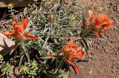 Castilleja integra