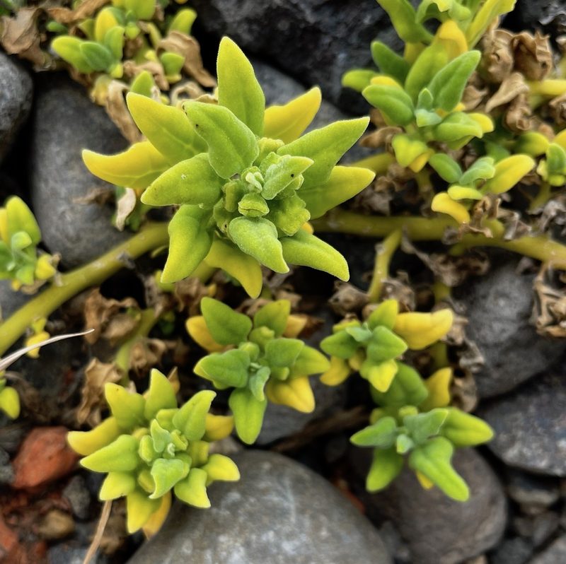 Tetragonia tetragonoides, photographed by desertnaturalist