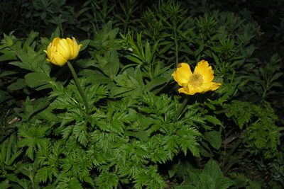 Trollius ranunculinus, photographed by Oleg Kosterin