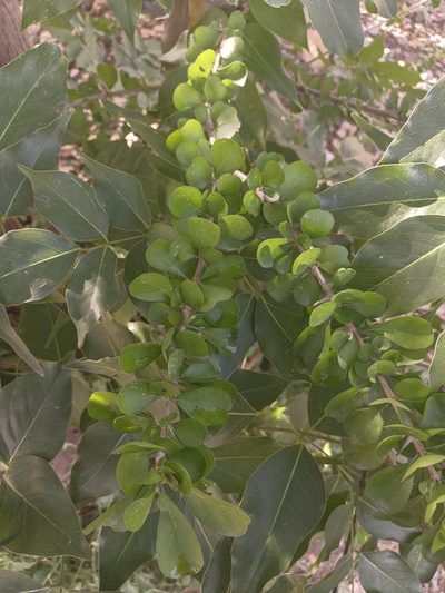 Leuenbergeria guamacho, photographed by Jorge I. Merchán Mayorga