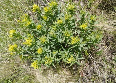 Euphorbia semivillosa, photographed by Татьяна Горбушина