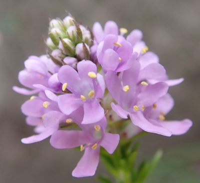 Selago villicaulis, photographed by Nicola van Berkel