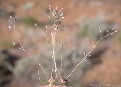 Draba verna, photographed by Tim Messick