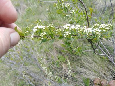 Spiraea crenata, photographed by Татьяна Горбушина