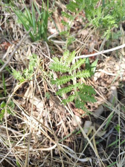 Artemisia tanacetifolia, photographed by Юлия