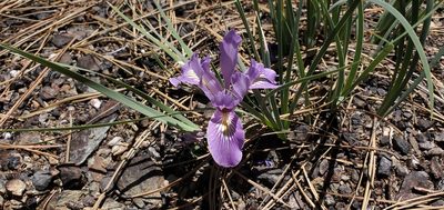 Iris macrosiphon