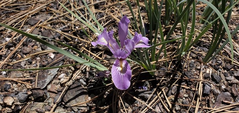 Iris macrosiphon, photographed by Asher Budnik