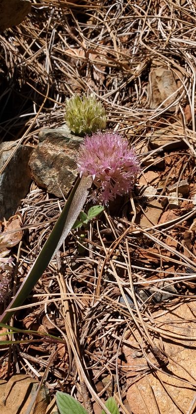 Allium hoffmanii, photographed by Asher Budnik