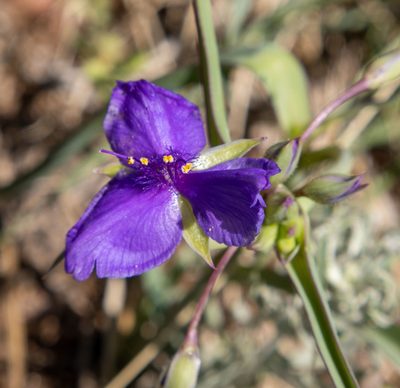 Tradescantia occidentalis