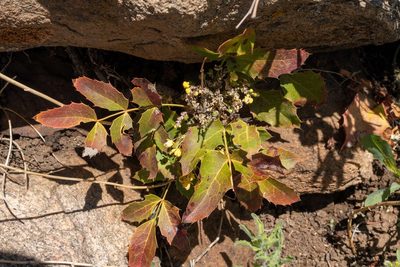 Berberis repens, photographed by Bob Walker