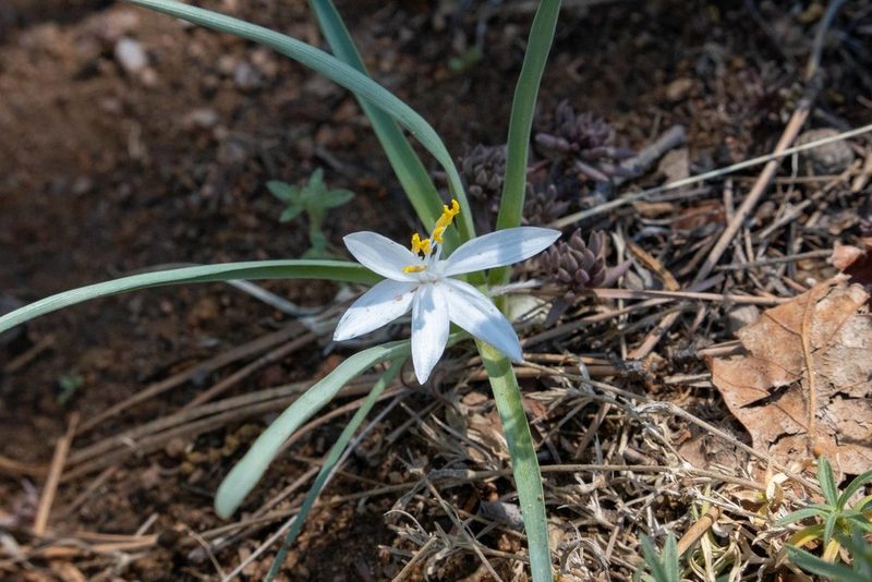 Leucocrinum montanum, photographed by Bob Walker