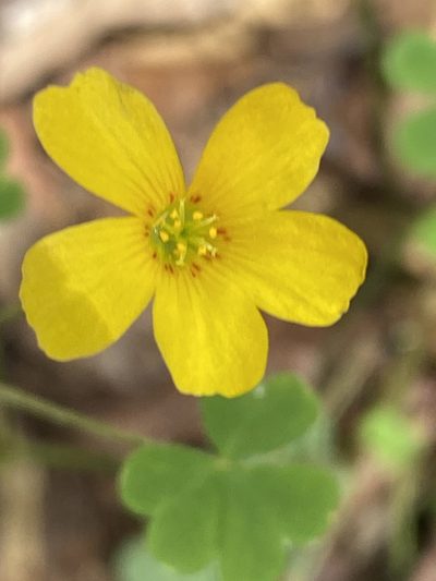 Oxalis colorea, photographed by Carol Ann McCormick
