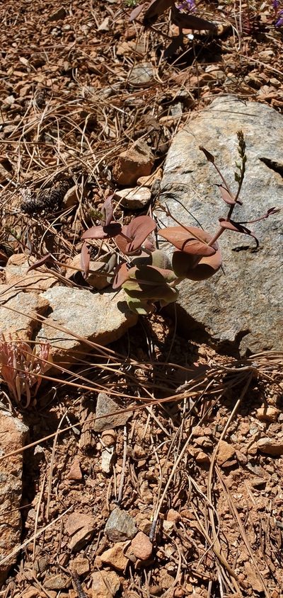 Streptanthus drepanoides, photographed by Asher Budnik