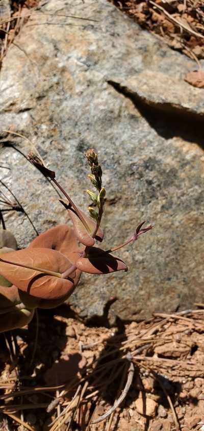 Streptanthus drepanoides, photographed by Asher Budnik