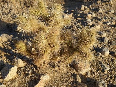 Cylindropuntia echinocarpa, photographed by Vasily Reinkymov