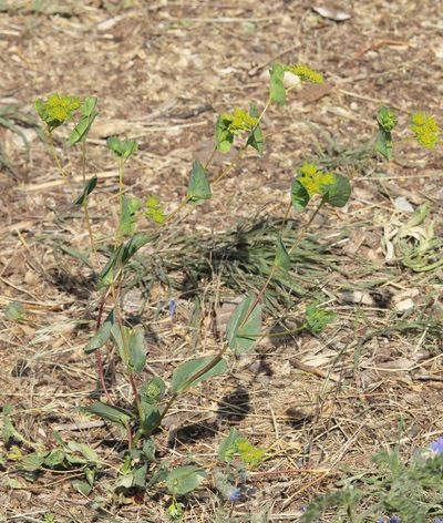 Bupleurum rotundifolium, photographed by Иван Пристрем