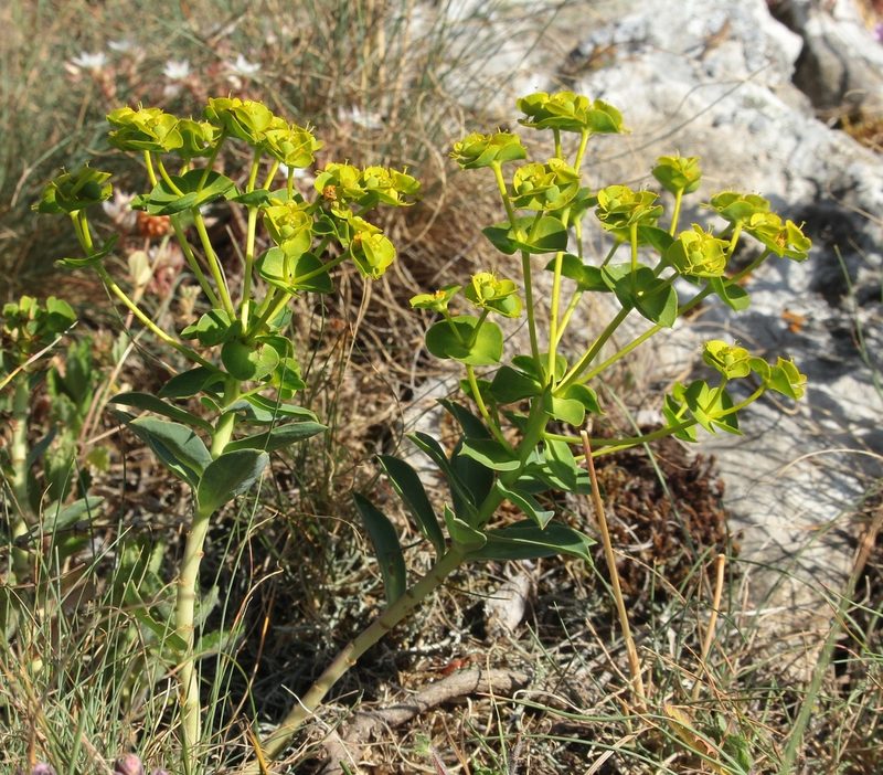 Euphorbia agraria, photographed by Иван Пристрем