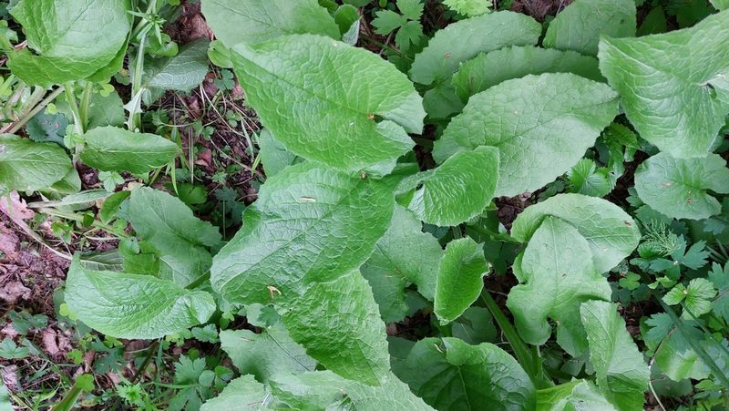 Lactuca macrophylla, photographed by Lena Perova