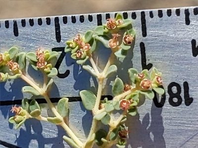 Euphorbia polycarpa, photographed by Vasily Reinkymov
