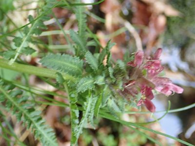 Pedicularis olympica, photographed by John Kenrick Gibson