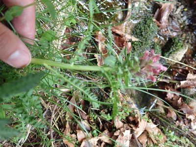 Pedicularis olympica, photographed by John Kenrick Gibson