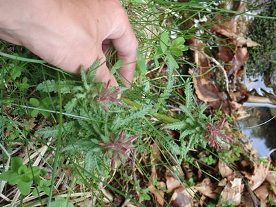 Pedicularis olympica, photographed by John Kenrick Gibson