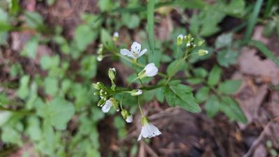 Cardamine amara, photographed by Lena Perova
