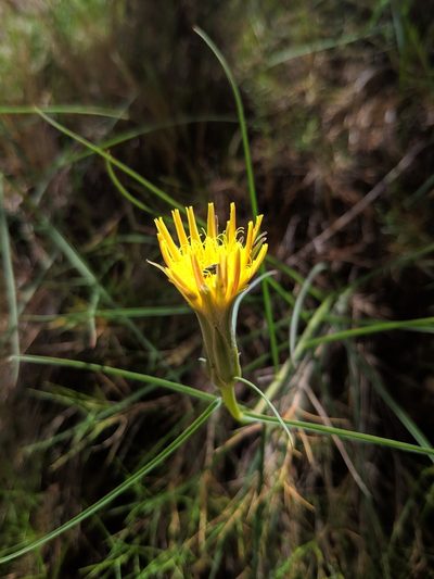 Scorzonera angustifolia, photographed by Denys Vynokurov