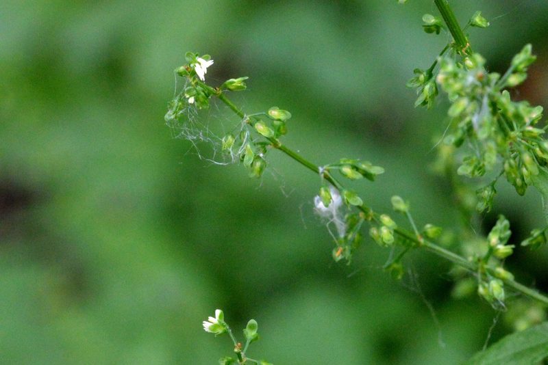 Rumex sanguineus, photographed by Petr Harant
