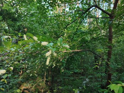 Prunus serotina, photographed by Igor Balashov
