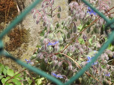 Borago officinalis