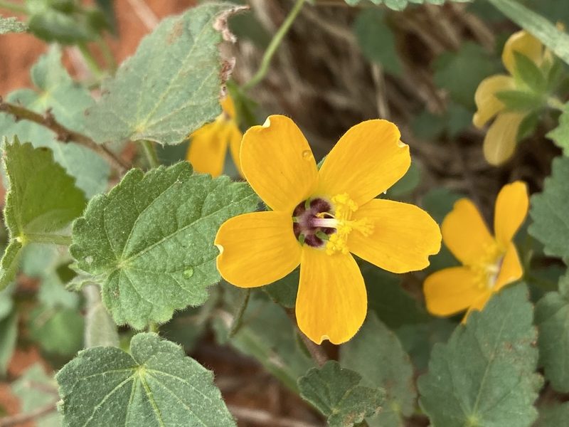 Pavonia burchellii, photographed by Joan Willson
