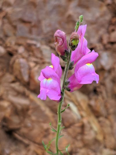 Antirrhinum barrelieri, photographed by Denys Vynokurov