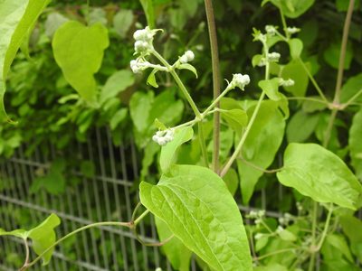 Clematis vitalba, photographed by Yann Kemper