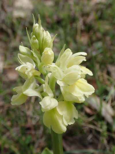 Orchis pallens, photographed by John Kenrick Gibson