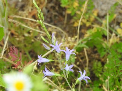 Campanula rapunculus, photographed by Yann Kemper