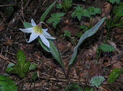 Erythronium caucasicum, photographed by Oleg Kosterin